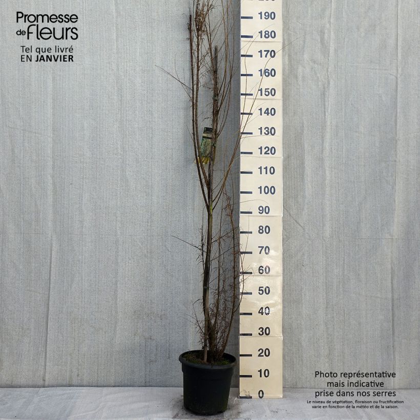 Example of Tamarix gallica - Franse tamarisk Pot van 7,5 l/10 l as you get in hiver