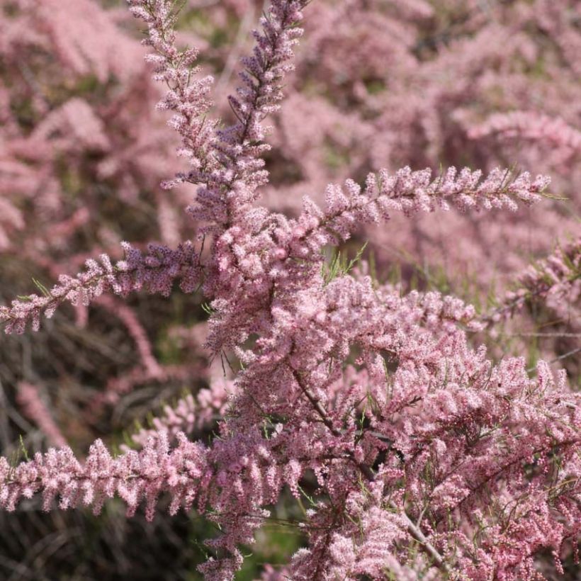 Tamarix parviflora - Tamarisk (Flowering)