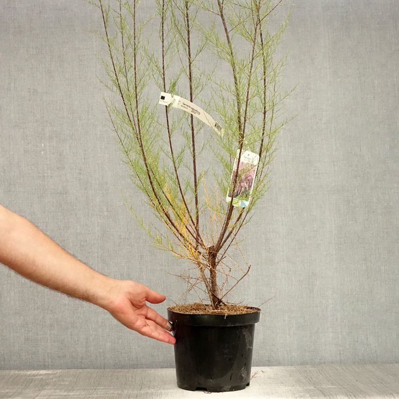 Exemplaar van Tamarix parviflora - Tamarisk Pot van 3 l/4 l zoals geleverd in de zomer