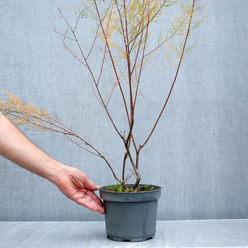 Exemplaar van Tamarix ramosissima Pink Cascade Pot van 2 l/3 l zoals geleverd in de herfst
