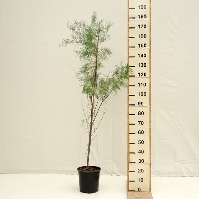 Example of Tamarix ramosissima Pink Cascade Pot van 7,5 l/10 l as you get in printemps