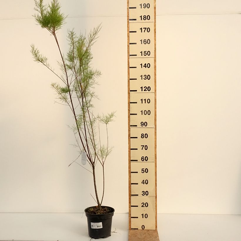 Example of Tamarix ramosissima - Tamaris d'été Pot van 4 l/5 l as you get in ete