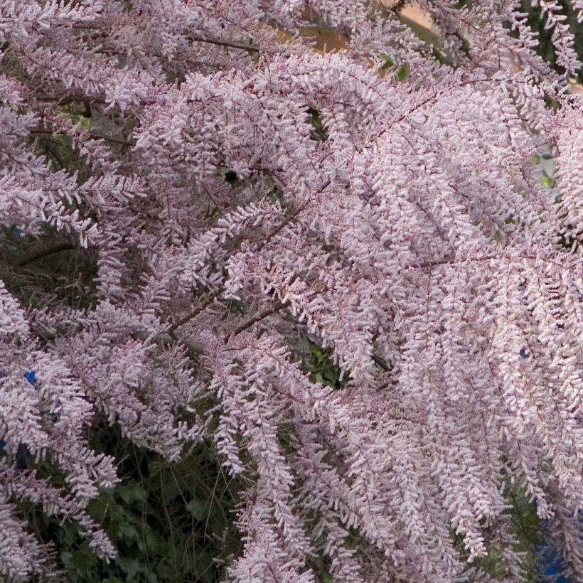 Tamarix tetrandra - Tamarisk (Flowering)