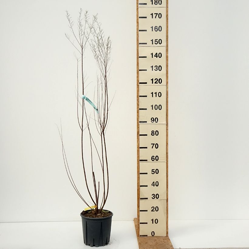 Exemplaar van Tamarix tetrandra - Tamarisk Pot van 4 l/5 l zoals geleverd in de herfst