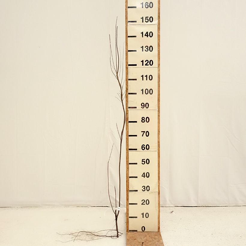 Example of Tamarix tetrandra - Tamarisk Naakte wortel as you get in hiver