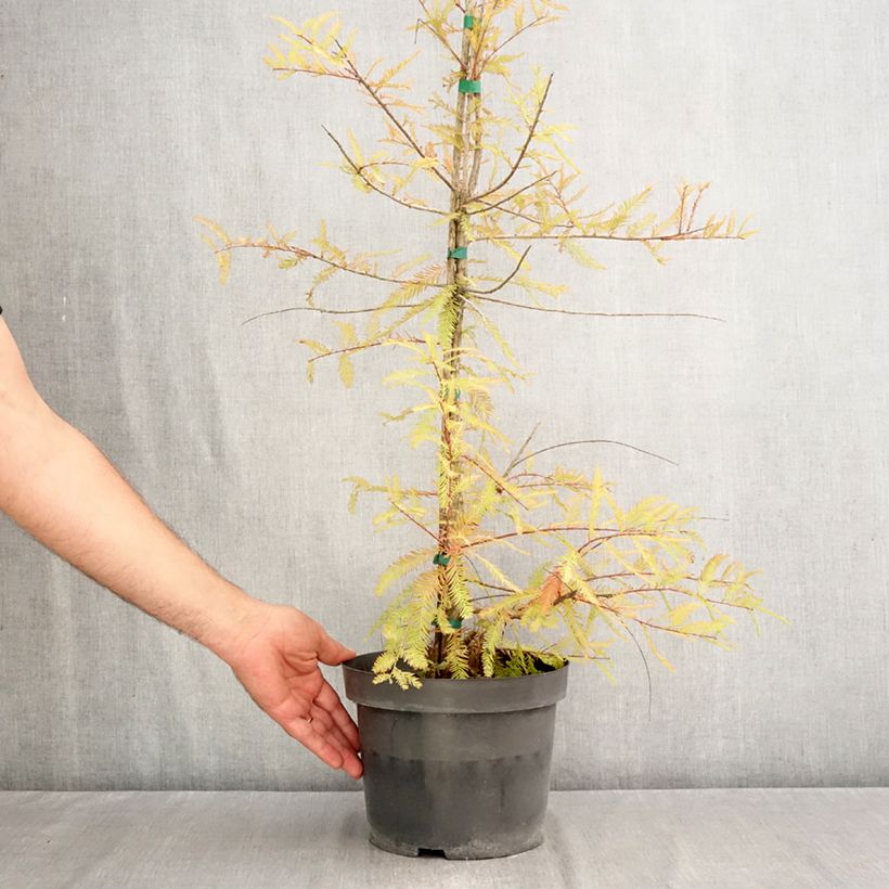 Exemplaar van Taxodium distichum - Moerascipres Pot van 3 l/4 l zoals geleverd in de herfst