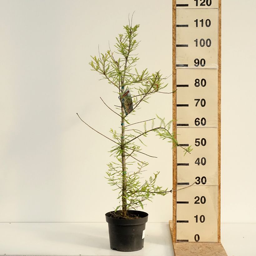 Exemplaar van Taxodium distichum - Moerascipres Pot van 3 l/4 l zoals geleverd in de zomer