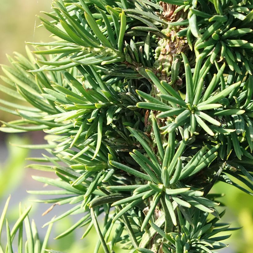 Taxus baccata Cristata - Venijnboom (Blad)
