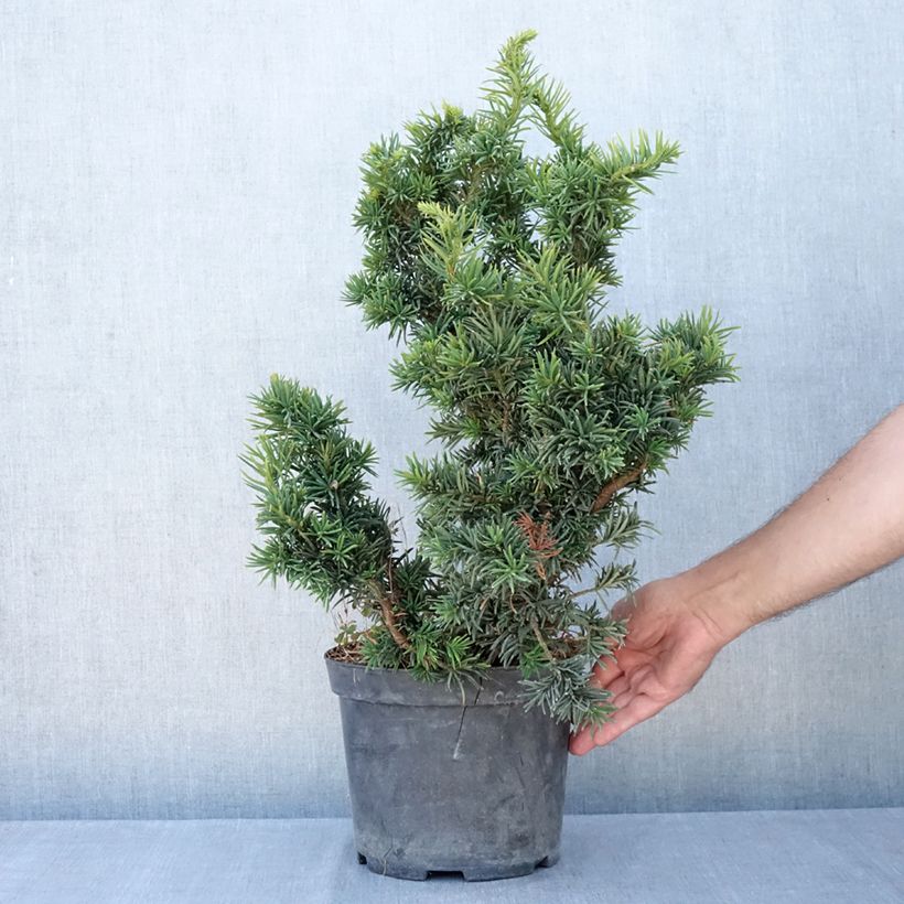 Exemplaar van Taxus baccata Cristata - Venijnboom Pot van 4 l/5 l zoals geleverd in de zomer
