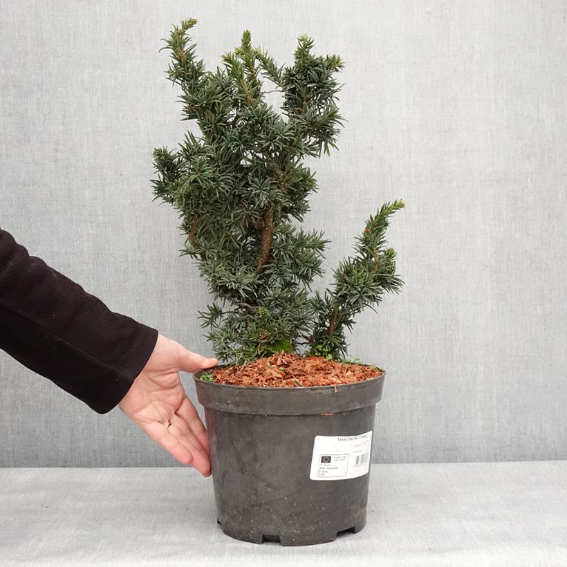 Example of Taxus baccata Cristata - If commun nain Pot van 4 l/5 l as you get in hiver