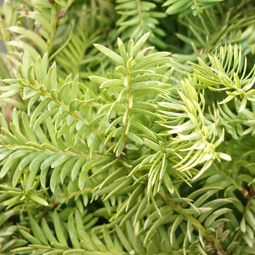 Taxus baccata Elegantissima - Venijnboom (Blad)