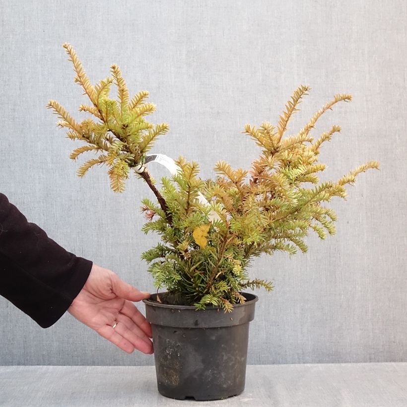 Exemplaar van Taxus baccata Elegantissima - Venijnboom Pot van 3 l/4 l zoals geleverd in de herfst
