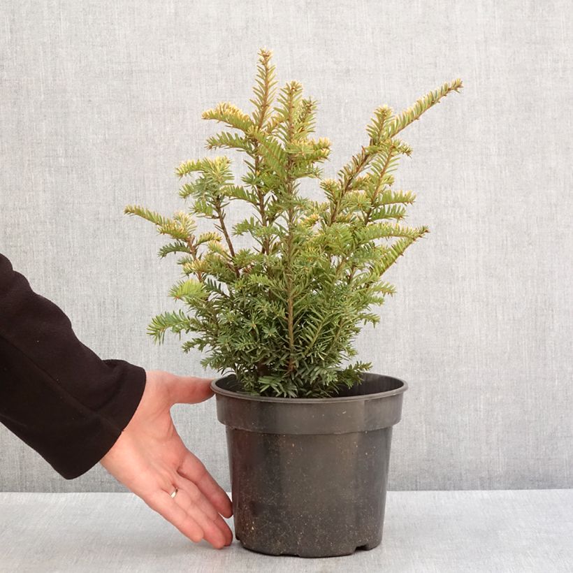 Example of Taxus baccata Elegantissima - If commun Pot van 3 l/4 l as you get in hiver