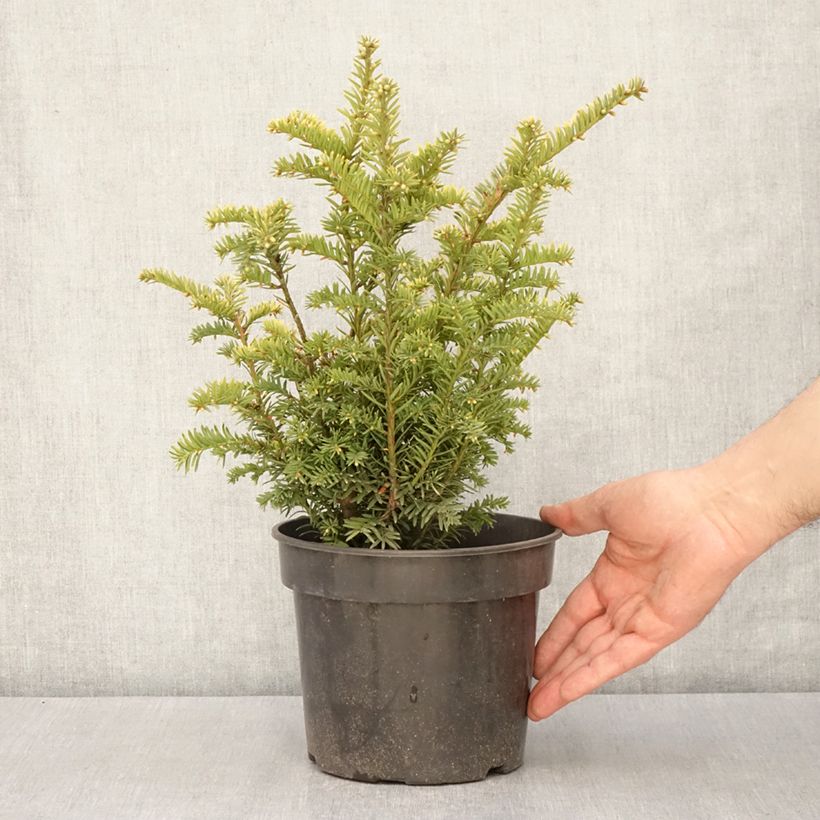 Exemplaar van Taxus baccata Elegantissima - Venijnboom Pot van 3 l/4 l zoals geleverd in de lente