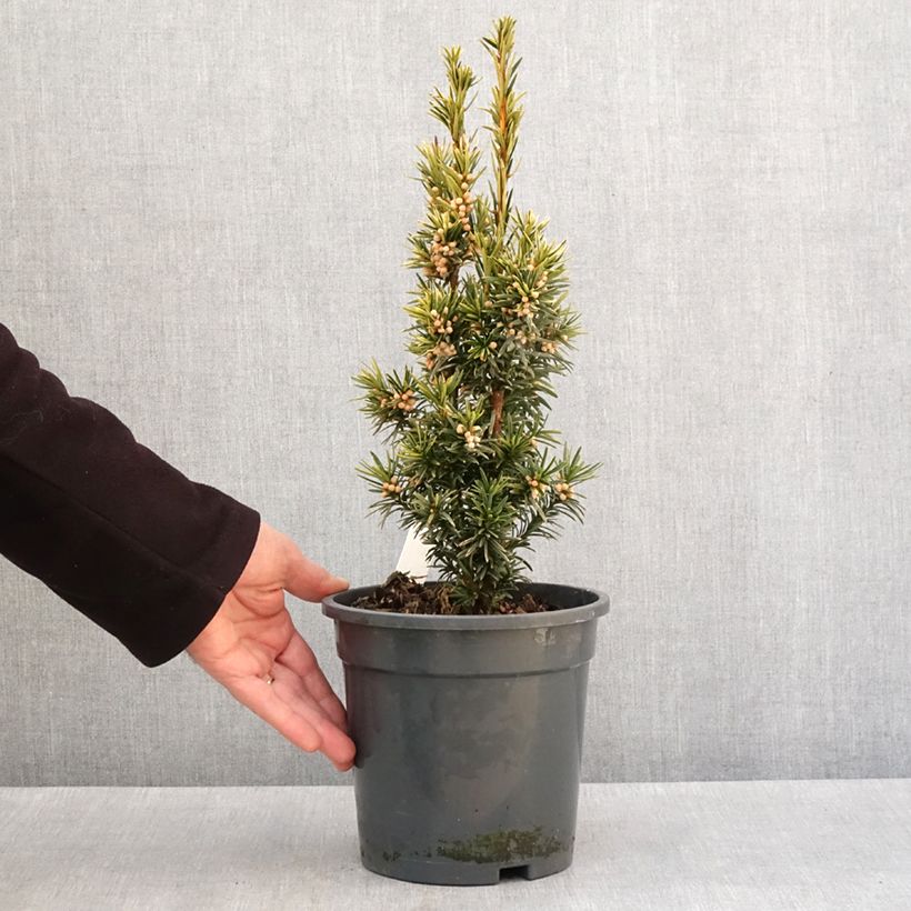 Example of Taxus baccata Fastigiata Aurea - If commun doré Pot van 2 l/3 l as you get in hiver