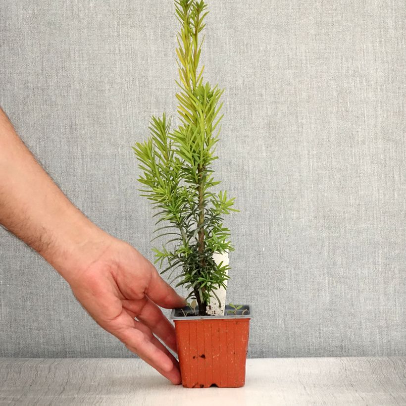 Exemplaar van Taxus baccata Fastigiata Robusta - Venijnboom Kweekpotje van 8/9 cm zoals geleverd in de zomer