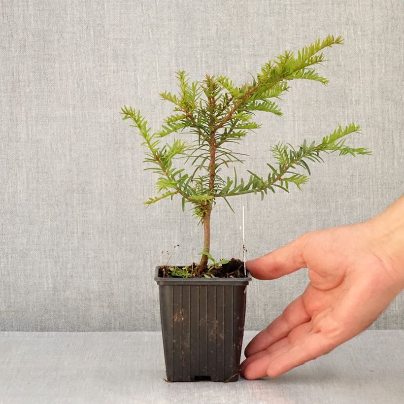 Exemplaar van Taxus baccata - Venijnboom Kweekpotje van 8/9 cm zoals geleverd in de zomer