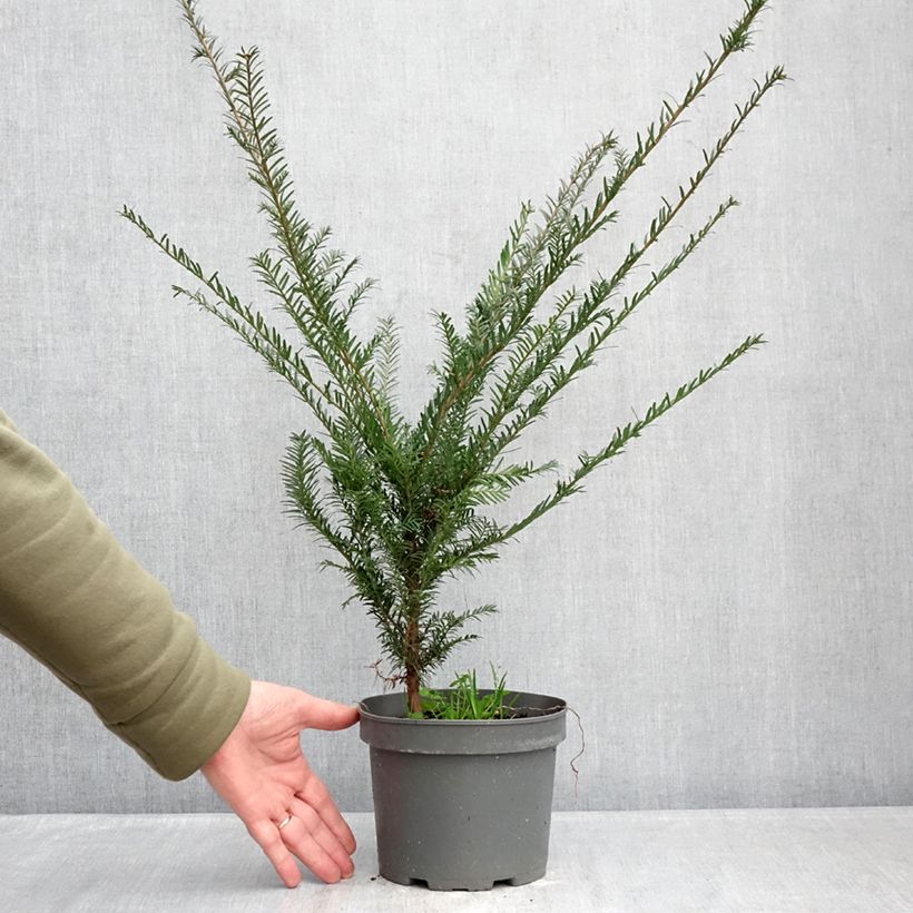 Exemplaar van Taxus baccata - Venijnboom Pot van 2 l/3 l zoals geleverd in de winter