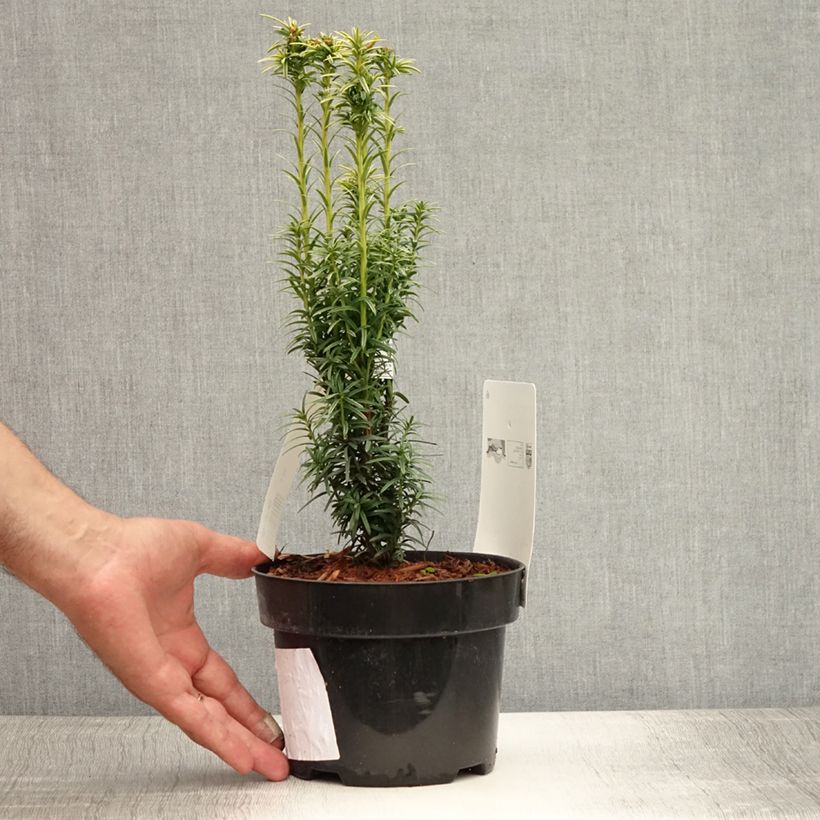Exemplaar van Taxus baccata Ivory Tower - Venijnboom Pot van 2 l/3 l zoals geleverd in de zomer