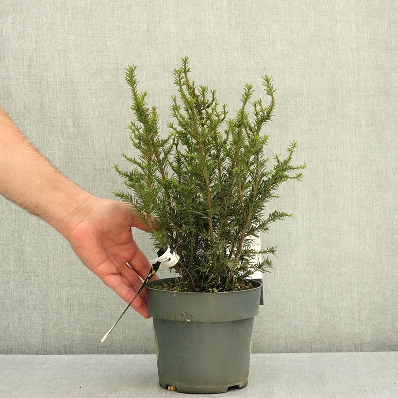 Exemplaar van Taxus baccata Tiny T - Venijnboom Pot van 2 l/3 l zoals geleverd in de zomer