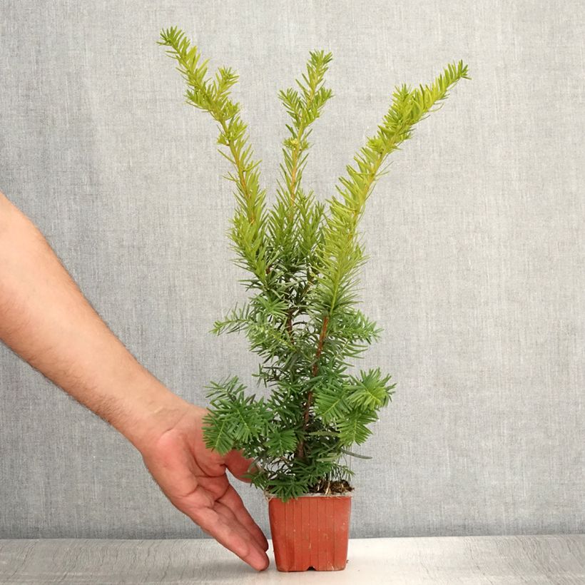 Exemplaar van Taxus media Densiformis - Venijnboom Kweekpotje van 8/9 cm zoals geleverd in de zomer