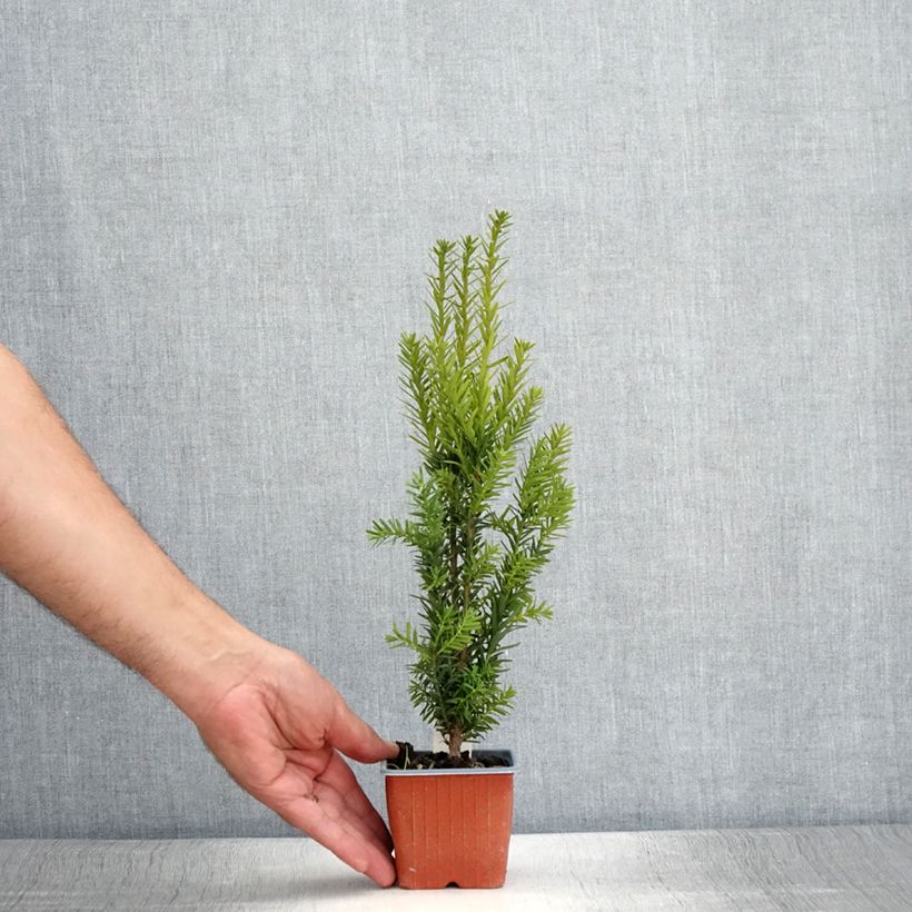 Exemplaar van Taxus media Hillii - Venijnboom Kweekpotje van 8/9 cm zoals geleverd in de zomer