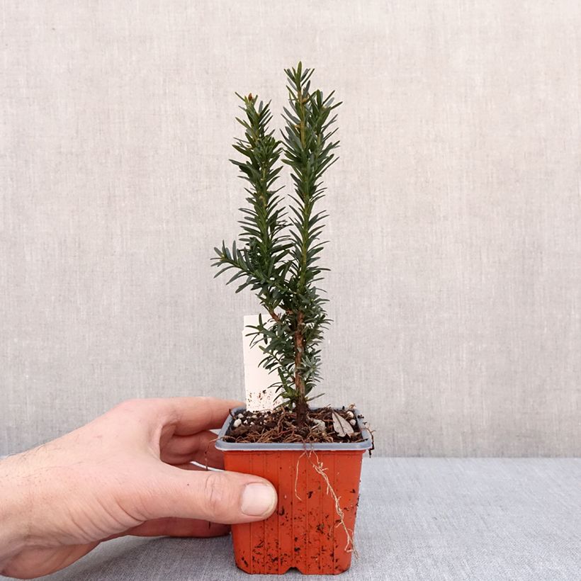 Example of Taxus media Hillii - If hybride Kweekpotje van 8/9 cm as you get in hiver