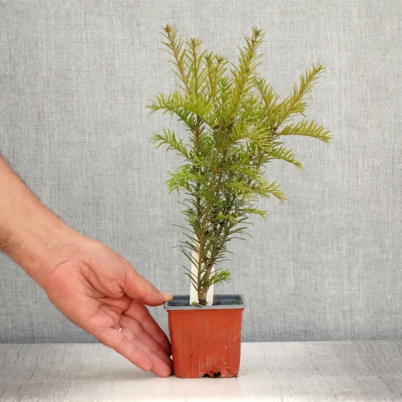 Exemplaar van Taxus media Groenland - Venijnboom Kweekpotje van 8/9 cm zoals geleverd in de zomer