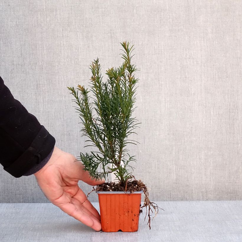Example of Taxus x media Groenland - If hybride Kweekpotje van 8/9 cm as you get in hiver
