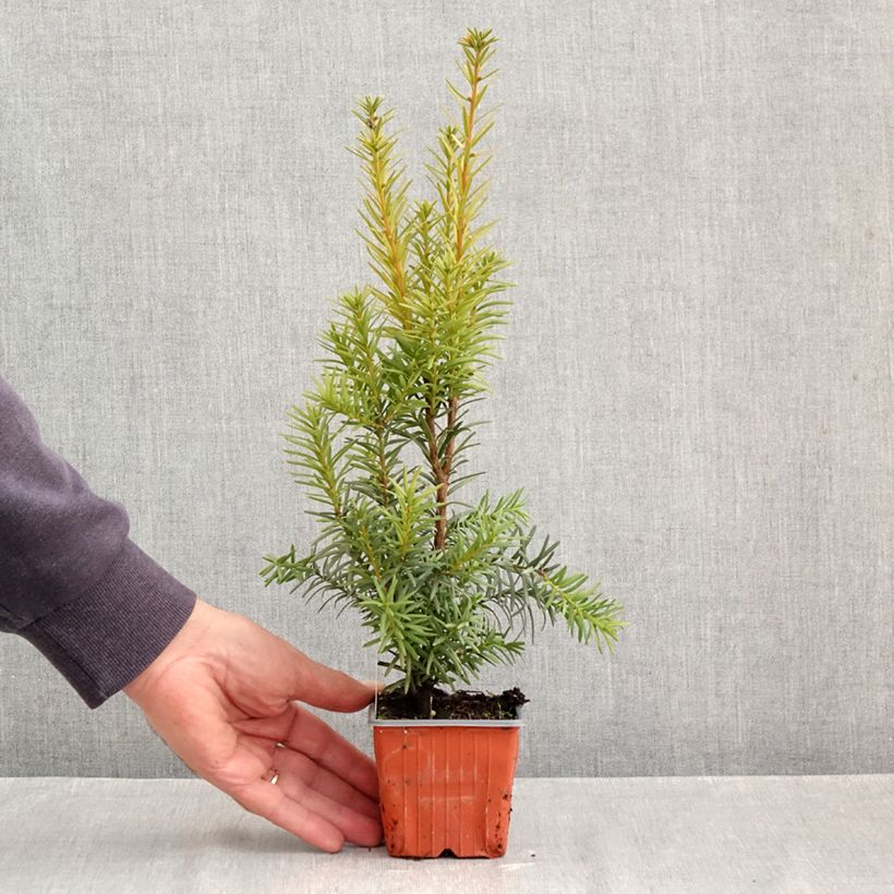 Exemplaar van Taxus media Hicksii - Venijnboom Kweekpotje van 8/9 cm zoals geleverd in de herfst