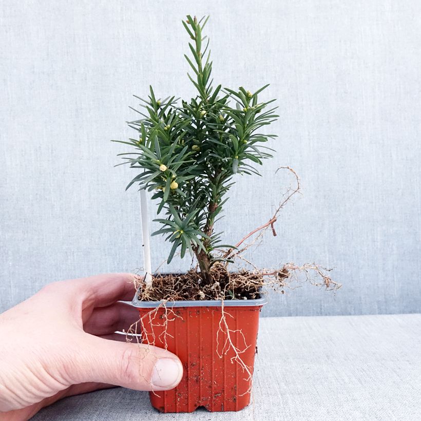Example of Taxus media Hicksii - Venijnboom Kweekpotje van 8/9 cm as you get in hiver