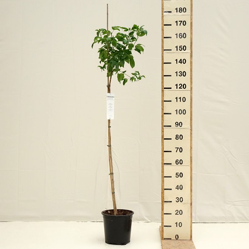 Example of Tecoma stans - Trompette d'or Pot van 7,5 l/10 l as you get in printemps