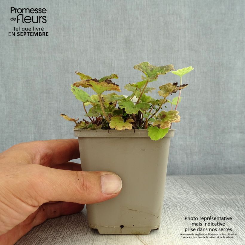 Exemplaar van Tellima grandiflora Rubra - Franjekelk Kweekpotje van 8/9 cm zoals geleverd in de zomer