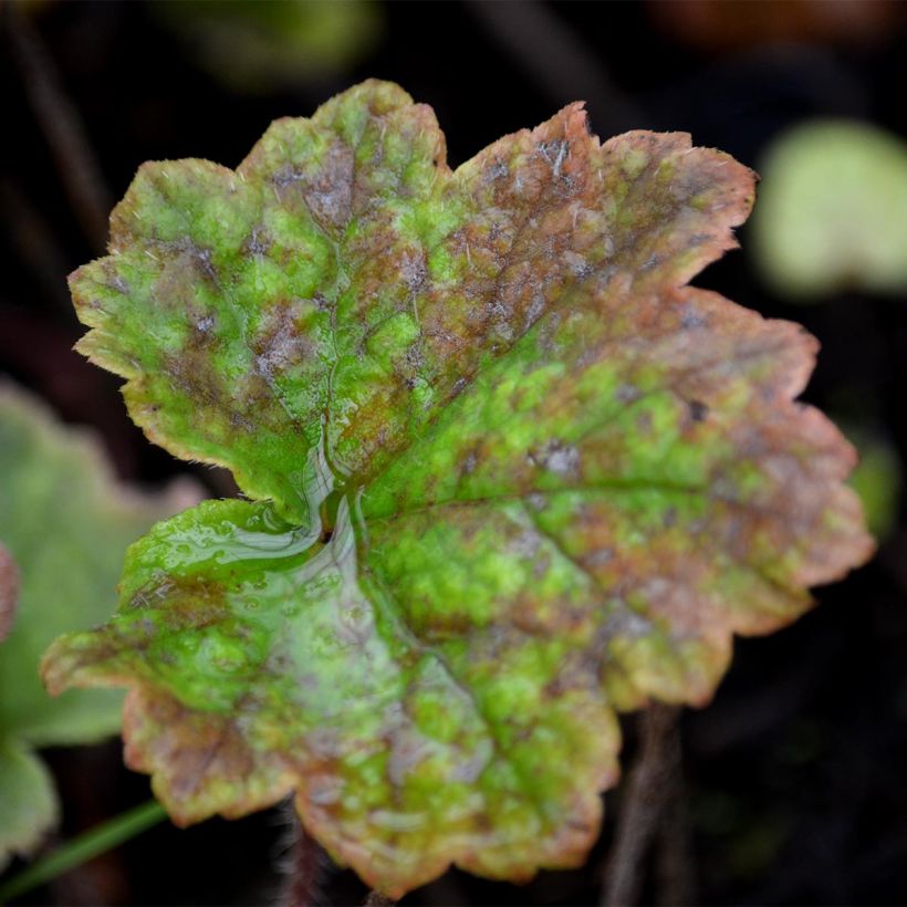 Tellima grandiflora Rubra - Franjekelk (Foliage)