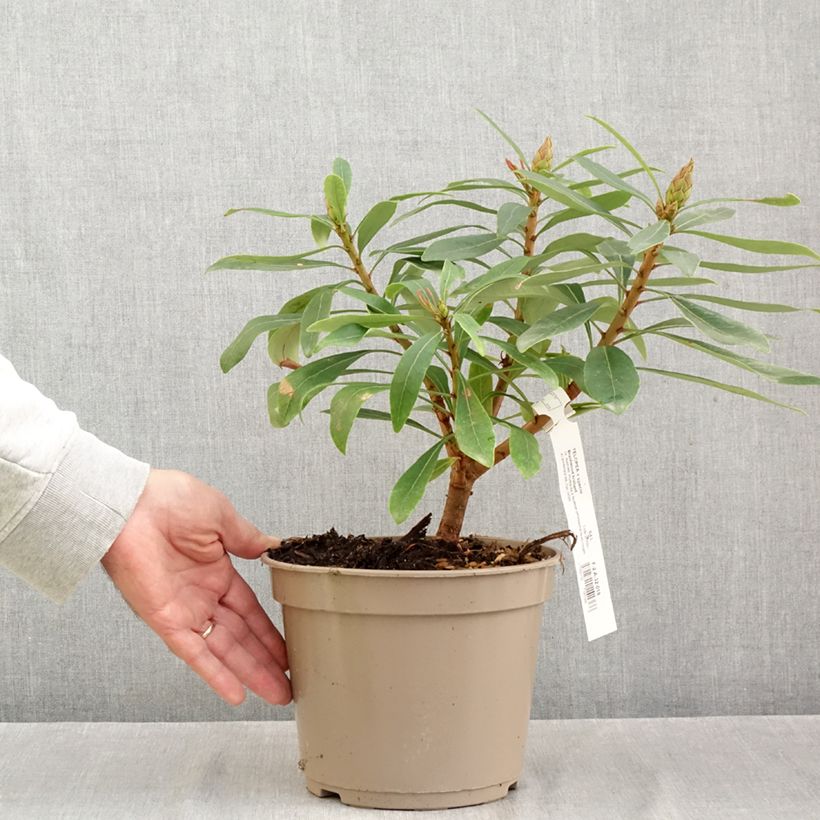 Example of Telopea Braidwood Brilliant Pot van 4 l/5 l as you get in automne