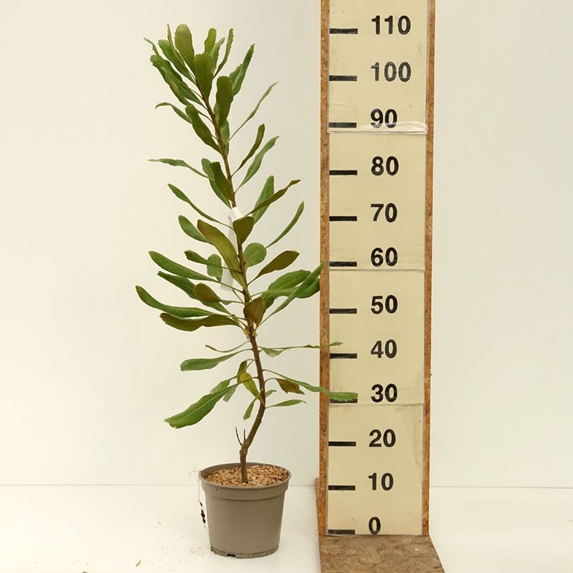 Exemplaar van Telopea Red Embers - Waratah Pot van 4 l/5 l zoals geleverd in de zomer