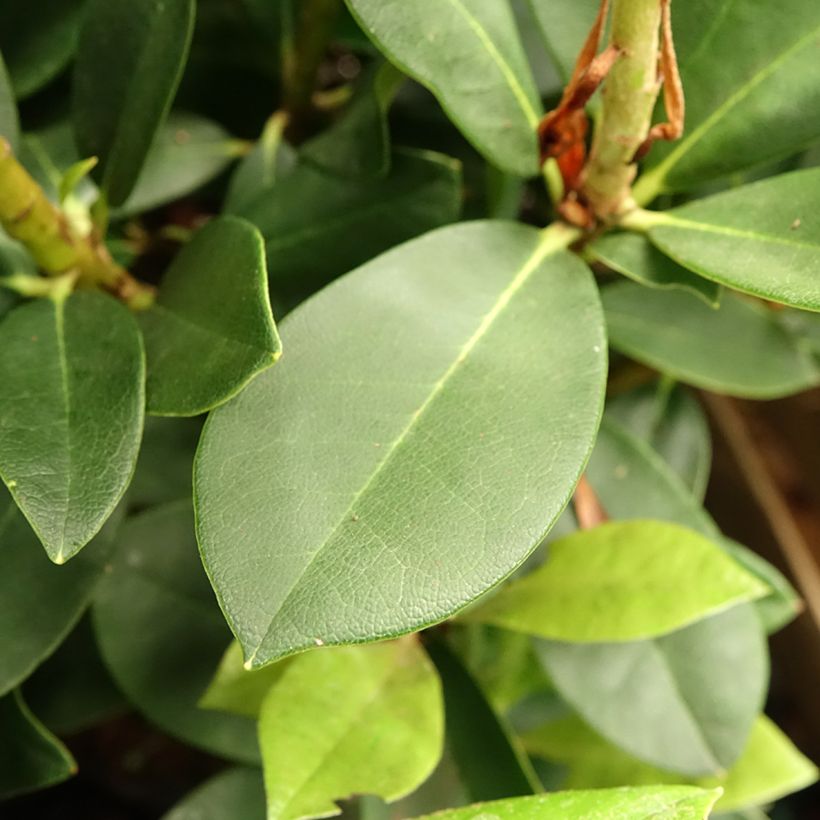 Telopea speciosissima - Waratah (Blad)