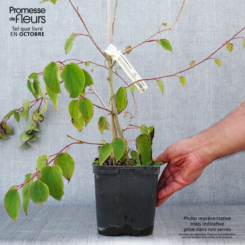 Exemplaar van Tetracentron sinense - Sporenboom Pot van 2 l/3 l zoals geleverd in de herfst