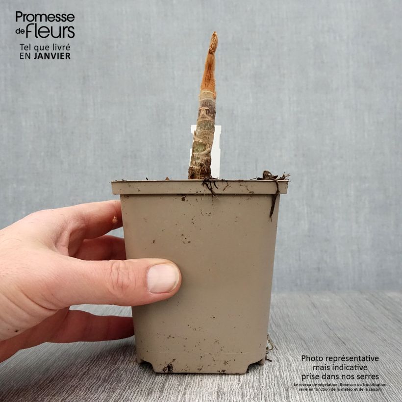 Example of Tetrapanax papyrifera Rex - Rijstpapierplant Pot van 10 cm/11 cm as you get in hiver