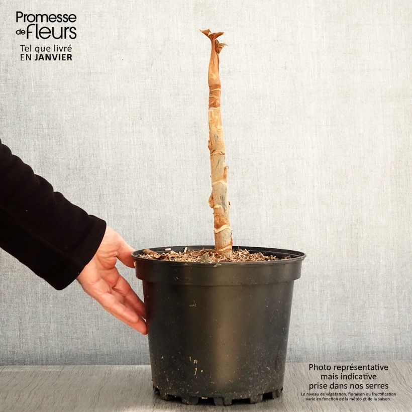 Example of Tetrapanax papyrifera Rex - Rijstpapierplant Pot van 6 l/7 l as you get in hiver