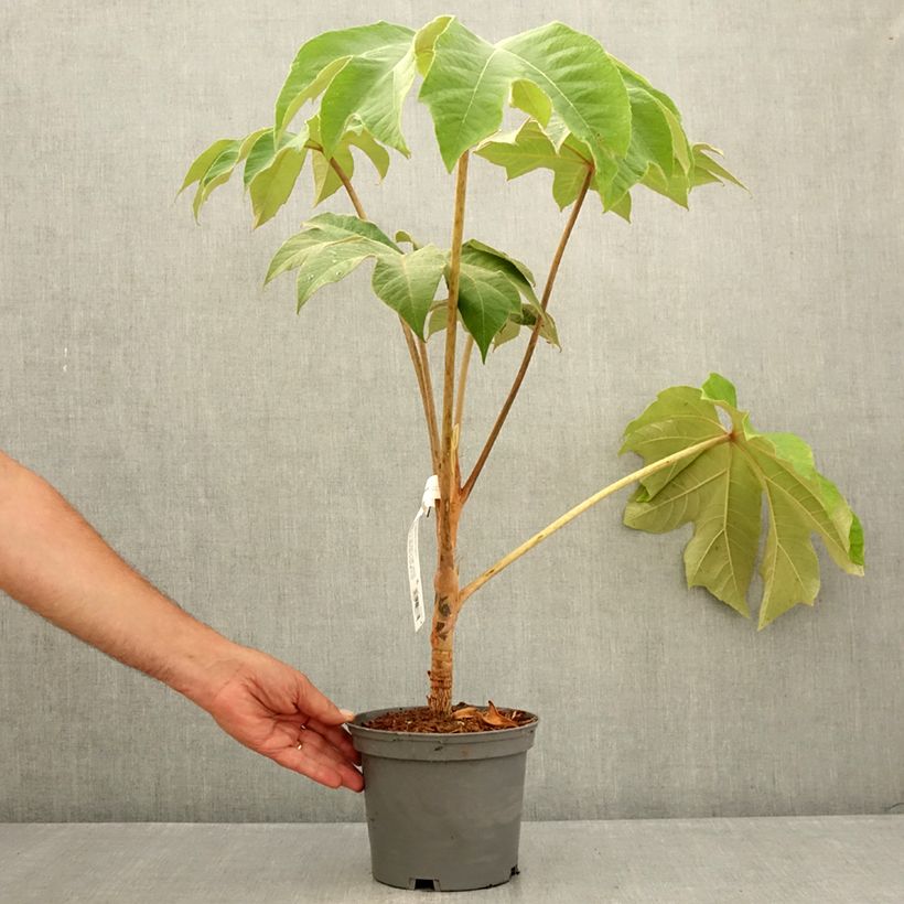 Exemplaar van Tetrapanax papyrifera Rex - Rijstpapierplant Pot van 3 l/4 l zoals geleverd in de zomer