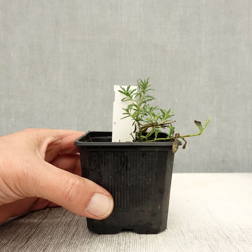 Exemplaar van Teucrium ackermanii - Gamander Kweekpotje van 8/9 cm zoals geleverd in de herfst