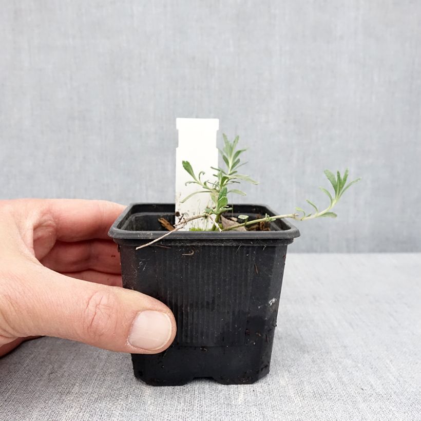 Exemplaar van Teucrium ackermanii - Gamander Kweekpotje van 8/9 cm zoals geleverd in de lente