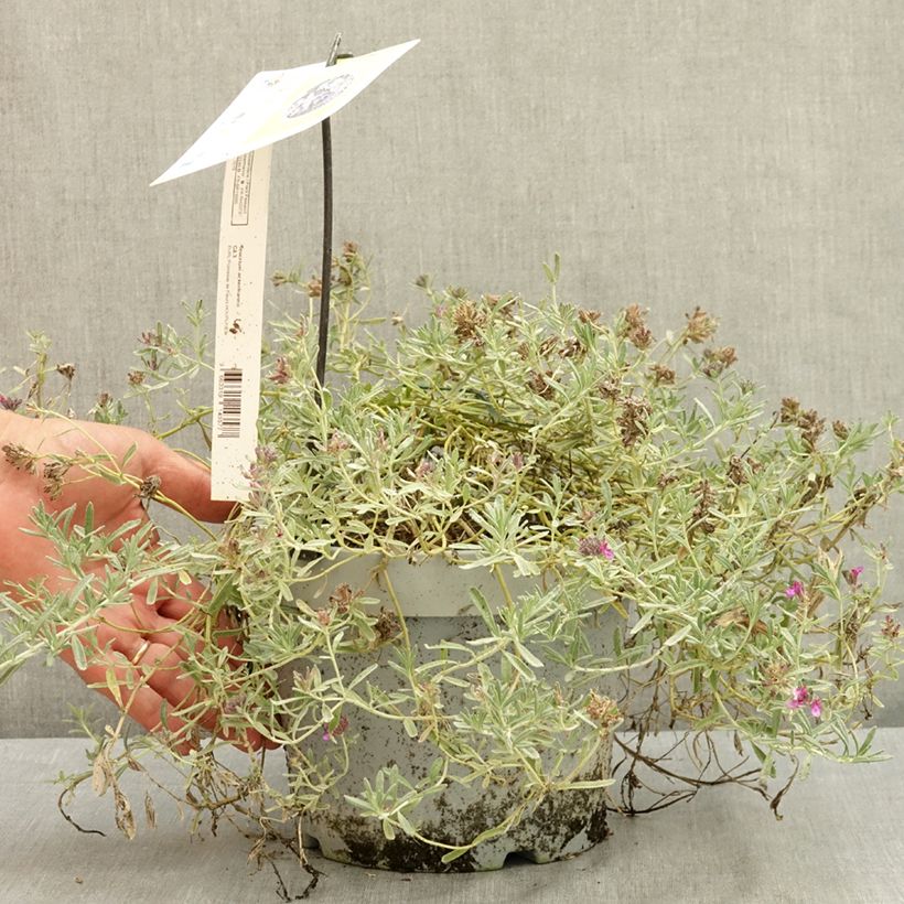 Exemplaar van Teucrium ackermanii - Gamander Pot van 3 l/4 l zoals geleverd in de zomer