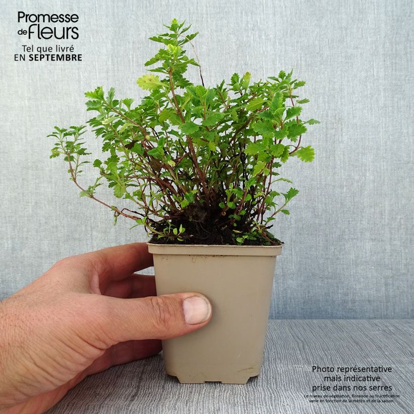Exemplaar van Teucrium chamaedrys Wild Form - Echte gamander Kweekpotje van 8/9 cm zoals geleverd in de zomer