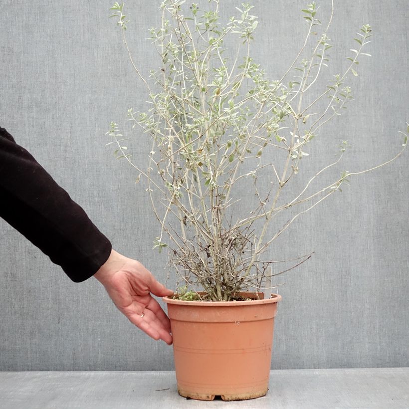 Exemplaar van Teucrium fruticans Azureum - Gamander Pot van 4 l/5 l zoals geleverd in de winter