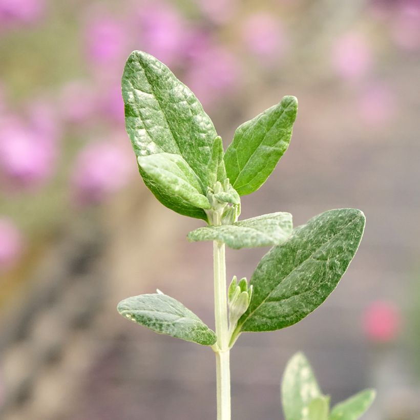 Teucrium fruticans Selection Erecta - Gamander (Blad)