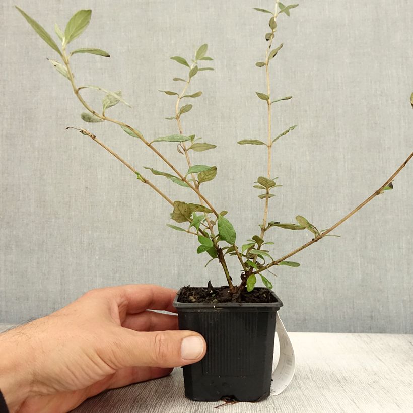 Exemplaar van Teucrium fruticans Selection Erecta - Gamander Kweekpotje van 8/9 cm zoals geleverd in de herfst