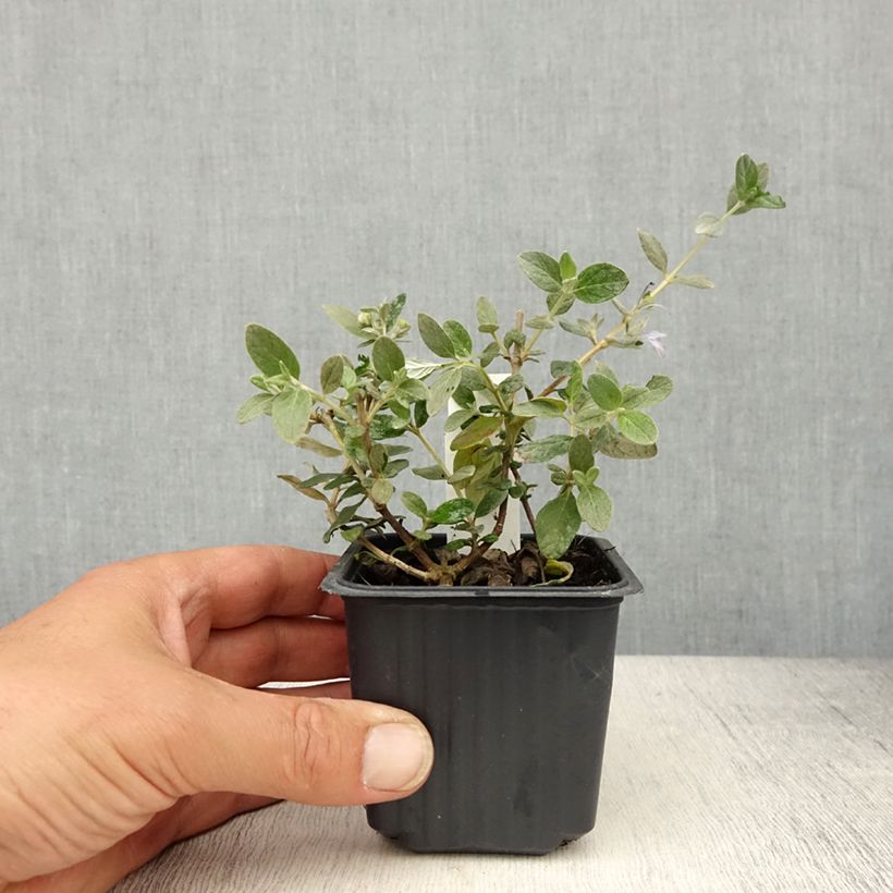 Exemplaar van Teucrium fruticans Selection Erecta - Gamander Kweekpotje van 8/9 cm zoals geleverd in de lente