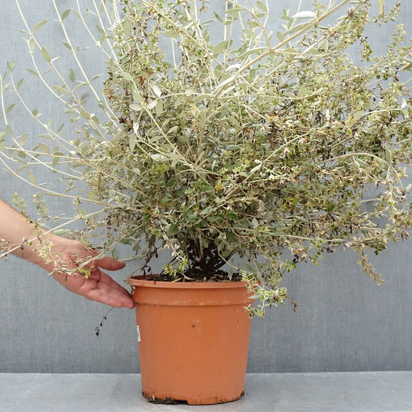 Exemplaar van Teucrium fruticans Selection Erecta - Gamander Pot van 7,5 l/10 l zoals geleverd in de zomer